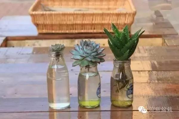 多肉京之華和玉露的區(qū)別_京之華多肉_多肉京之華的寓意