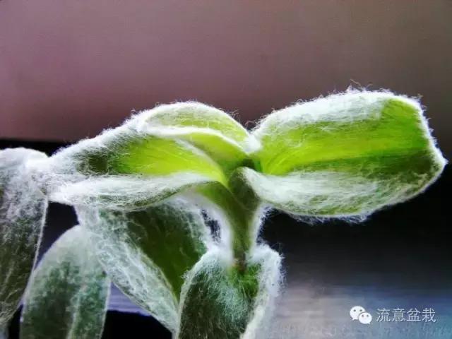 京之華多肉_多肉京之華和玉露的區(qū)別_多肉京之華的寓意