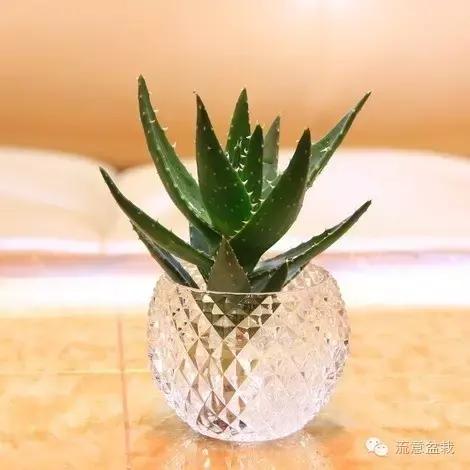 京之華多肉_多肉京之華和玉露的區(qū)別_多肉京之華的寓意