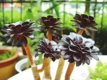 多肉京之華的寓意_京之華多肉_多肉京之華和玉露的區(qū)別