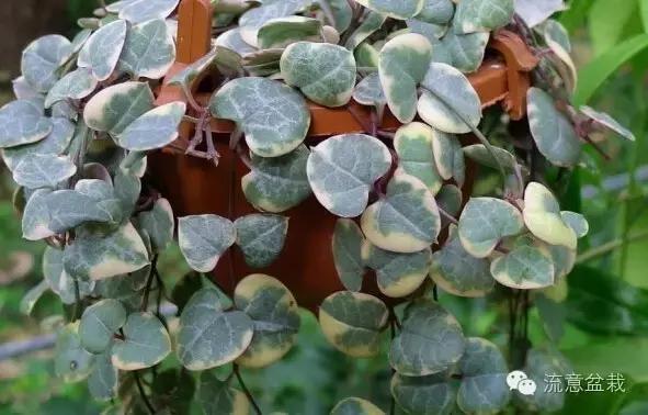 多肉京之華的寓意_多肉京之華和玉露的區(qū)別_京之華多肉