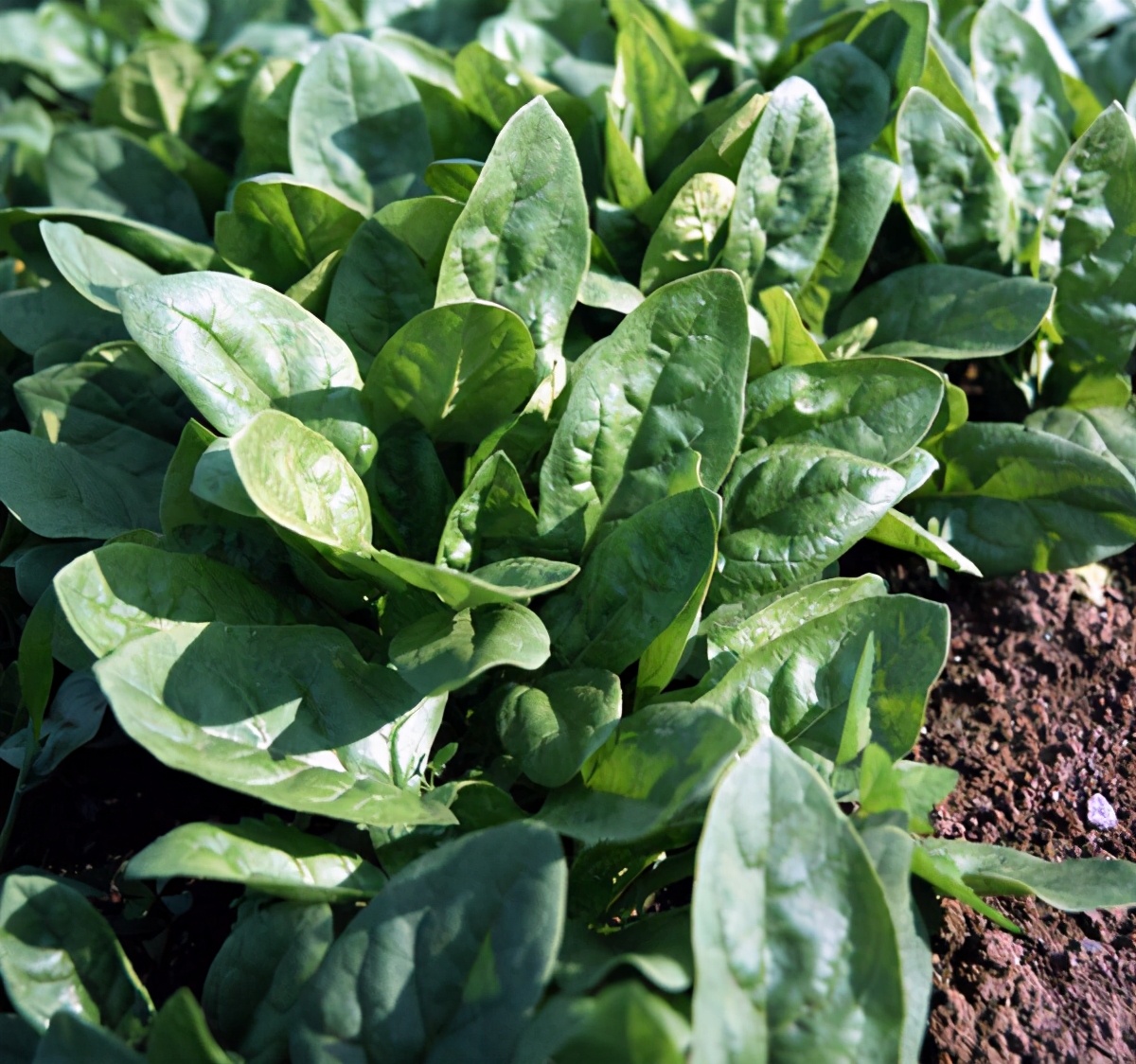 秋冬季節陽臺種什么花_秋冬季陽臺栽啥植物好_秋冬季節陽臺適合種什么綠植