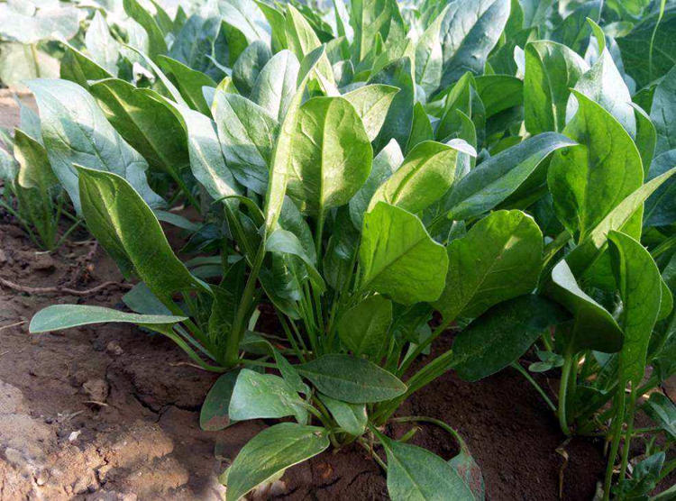 秋冬季陽臺栽啥植物好_秋冬季節陽臺種什么花_秋冬季節陽臺適合種什么綠植