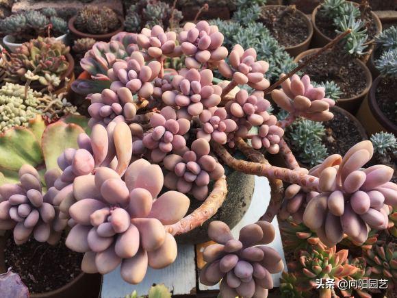 桃蛋多肉好養(yǎng)活嗎_多肉桃蛋小苗怎么養(yǎng)_桃蛋多肉如何種植