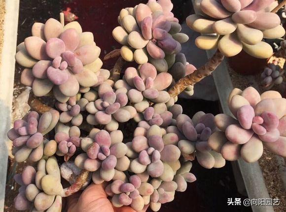 多肉桃蛋小苗怎么養(yǎng)_桃蛋多肉好養(yǎng)活嗎_桃蛋多肉如何種植