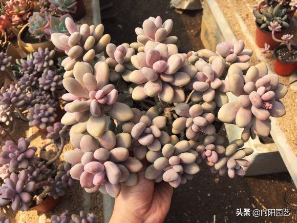 桃蛋多肉如何種植_多肉桃蛋小苗怎么養(yǎng)_桃蛋多肉好養(yǎng)活嗎