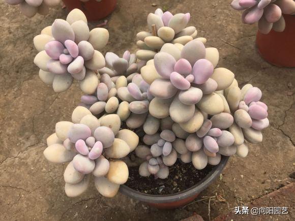 多肉桃蛋小苗怎么養(yǎng)_桃蛋多肉如何種植_桃蛋多肉好養(yǎng)活嗎