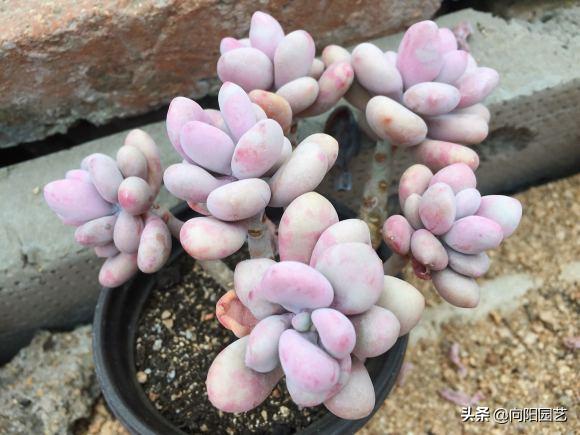 桃蛋多肉如何種植_多肉桃蛋小苗怎么養(yǎng)_桃蛋多肉好養(yǎng)活嗎