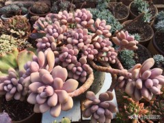 養(yǎng)桃蛋，高溫天注意“通風(fēng)”，小心把“根”悶壞了，24小時(shí)開(kāi)窗