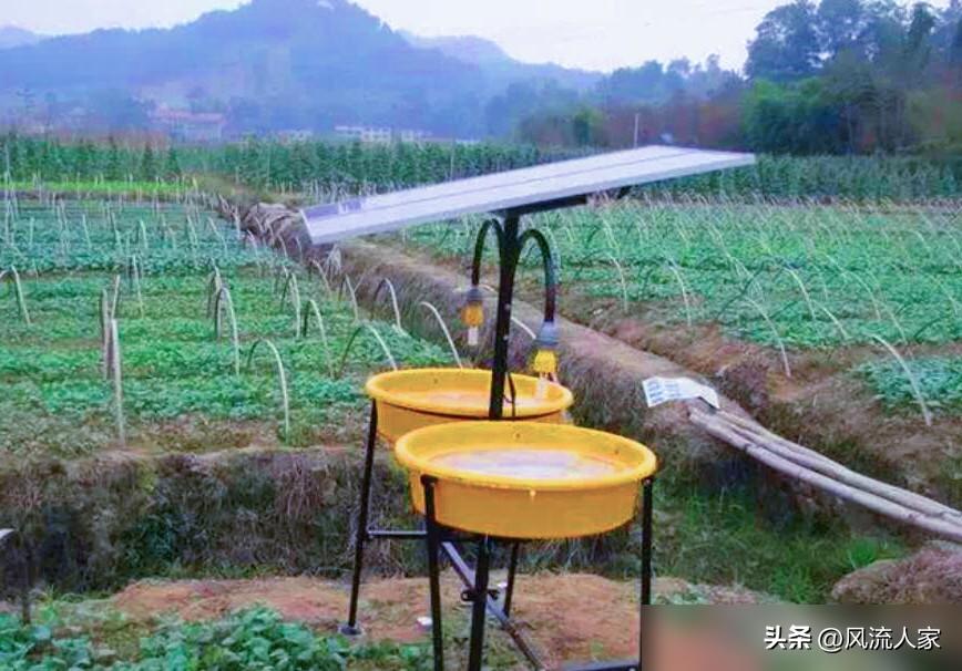 甘藍農藥多嗎_農藥甘藍可以打辣椒嗎_農藥甘藍代表什么