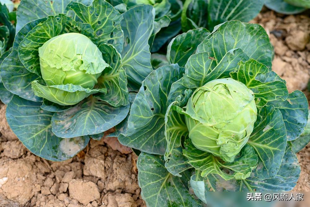 農藥甘藍代表什么_農藥甘藍可以打辣椒嗎_甘藍農藥多嗎