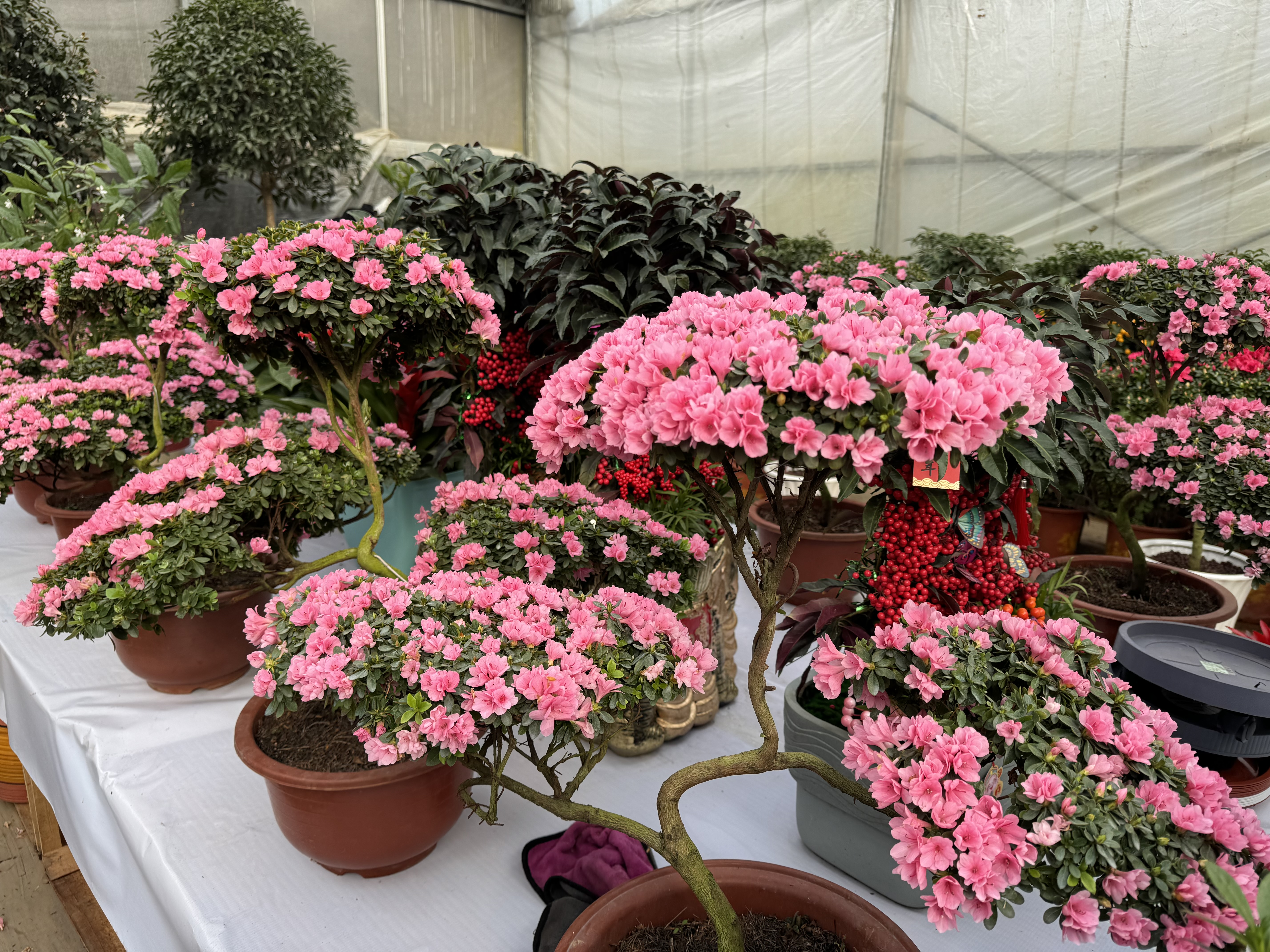 北京順義綠植批發市場_順義綠植批發市場在哪里_北京順義花卉種植批發基地