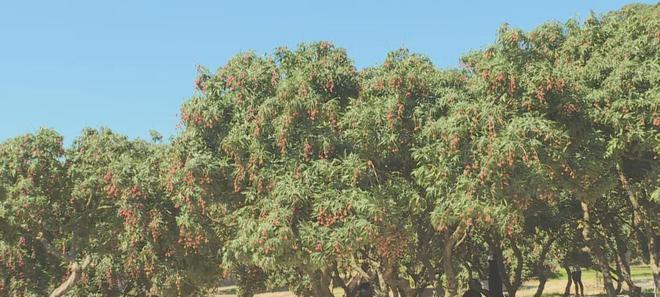 荔枝種植氣候條件_荔枝種植條件和區域_種植荔枝的自然條件