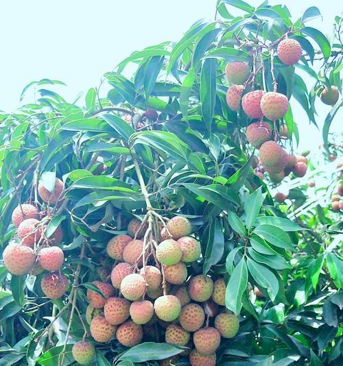 種植荔枝的自然條件_荔枝種植條件和區域_荔枝種植氣候條件