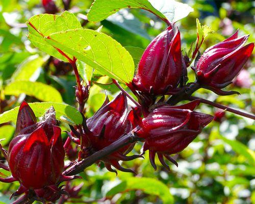 玫瑰花種子怎么種植_種子種玫瑰花怎么種_種子玫瑰種植花盆圖片