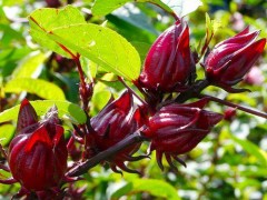 玫瑰種子的種植技巧（合適的月份、種植步驟和注意事項(xiàng)）