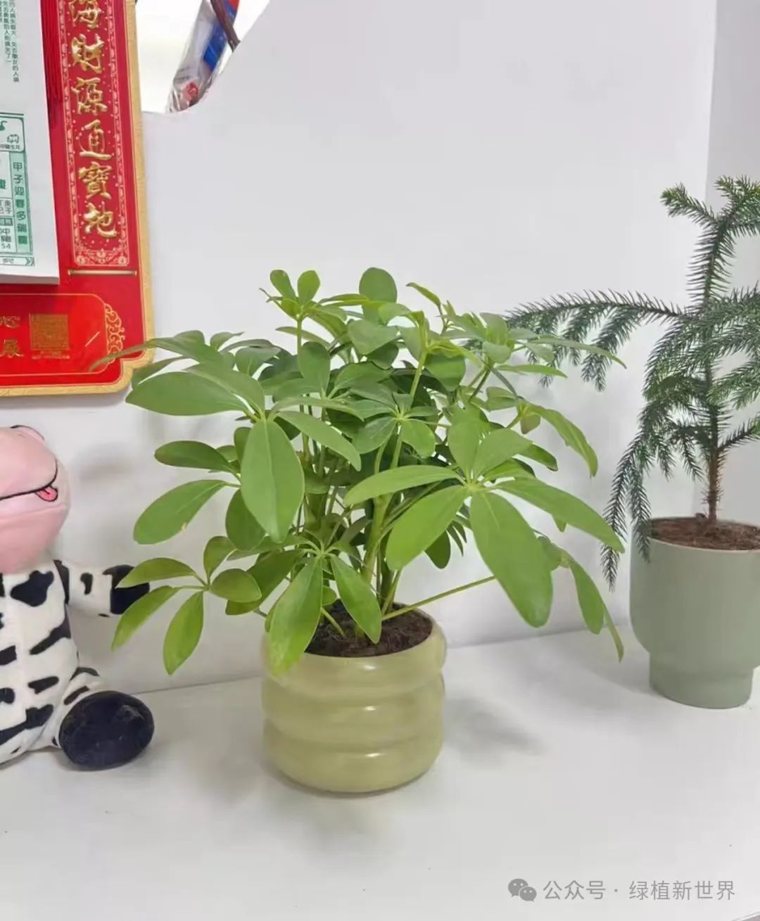 大型室內綠植哪個好養活_好養的室內綠植大型_室內養大型綠植好嗎