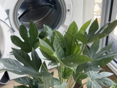 客廳養什么花好看又旺財？客廳大型綠植適合放什么？