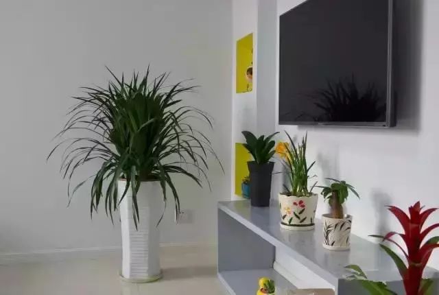 放在室內的綠植_室內綠植放在外面淋雨好嗎視頻_室內綠植放在高處好嗎