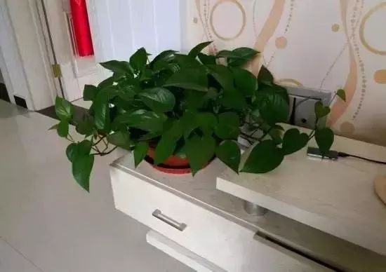 室內綠植放在高處好嗎_室內綠植放在外面淋雨好嗎視頻_放在室內的綠植