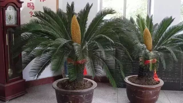 室內綠植放在外面淋雨好嗎視頻_放在室內的綠植_室內綠植放在高處好嗎