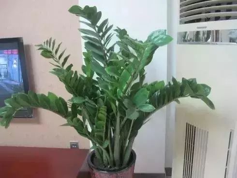 室內綠植放在外面淋雨好嗎視頻_室內綠植放在高處好嗎_放在室內的綠植