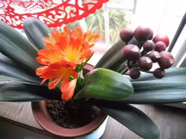 室內綠植放在外面淋雨好嗎視頻_放在室內的綠植_室內綠植放在高處好嗎