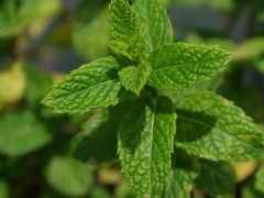 薄荷的種植方法介紹！如何區分真假？