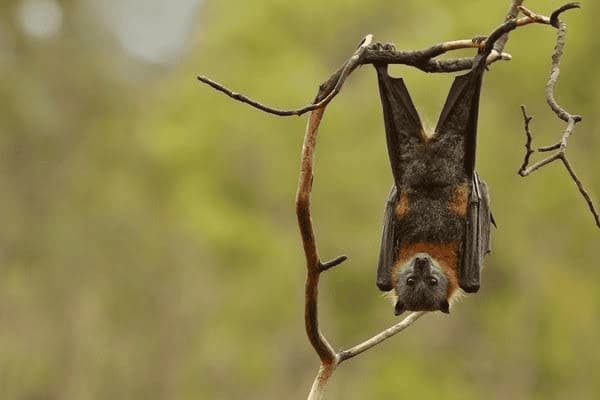 臥室養多肉里可以放綠蘿嗎_多肉能養在臥室嗎風水_多肉可以養在臥室里嗎