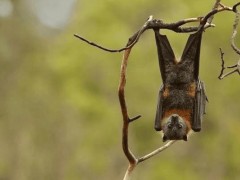 多肉小苗能不能放臥室，多肉小苗能不能放臥室養(yǎng)