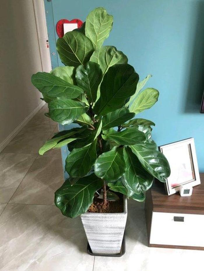 耐熱耐寒的大綠植_耐寒耐熱大型綠植_耐熱耐寒好養的綠化花卉