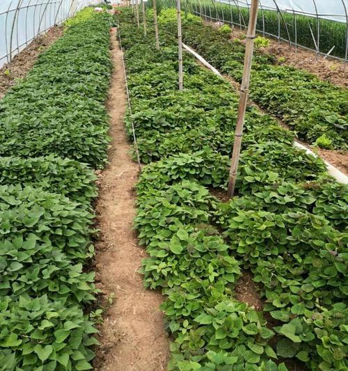 紅薯下蛋的種植方法_紅薯種植下蛋方法圖片_紅薯種植下蛋方法圖解