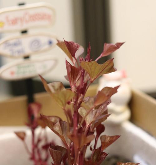 紅薯種植下蛋方法圖片_紅薯種植下蛋方法圖解_紅薯下蛋的種植方法