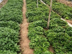 紅薯種子的獲取方法（從生長到收獲——紅薯種子的培育和保存）