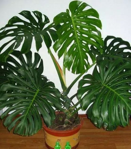 家里養(yǎng)綠植好_家里養(yǎng)綠植有什么講究_家庭綠植什么最好養(yǎng)