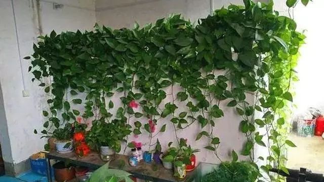 家里養(yǎng)綠植好_家庭綠植什么最好養(yǎng)_家里養(yǎng)綠植有什么講究