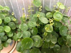 “銅錢(qián)草開(kāi)花好不好