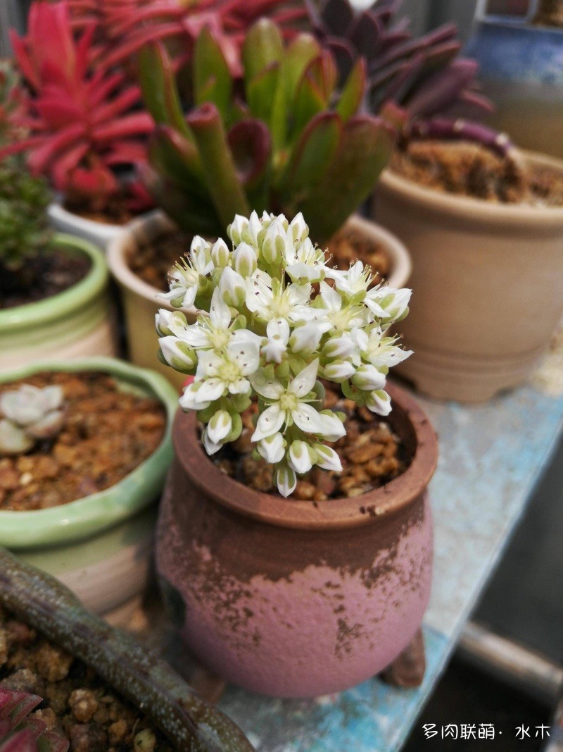 多肉植物達(dá)摩寶珠_達(dá)摩寶珠多肉太高怎么辦視頻_達(dá)摩寶珠多肉好養(yǎng)嗎