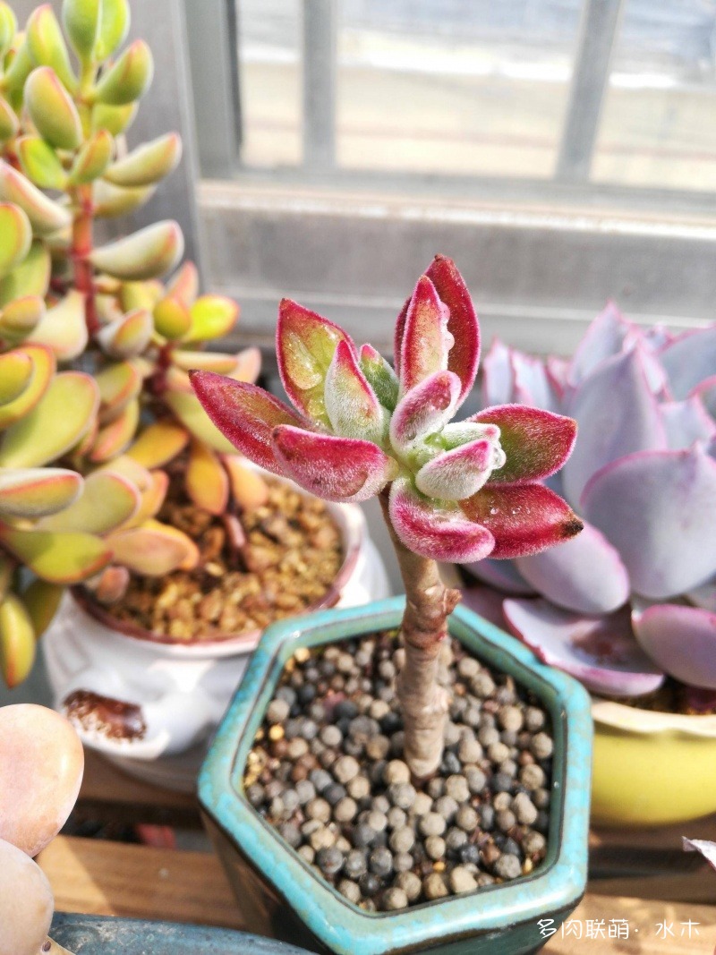 多肉植物達(dá)摩寶珠_達(dá)摩寶珠多肉好養(yǎng)嗎_達(dá)摩寶珠多肉太高怎么辦視頻