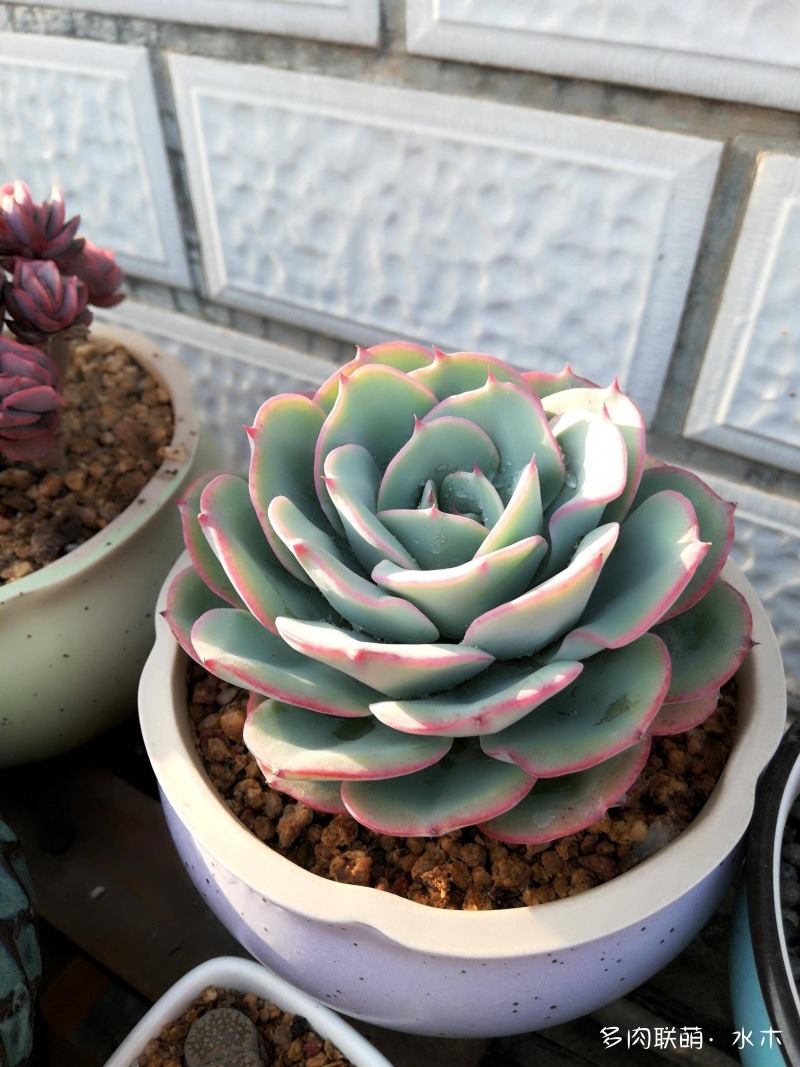 多肉植物達(dá)摩寶珠_達(dá)摩寶珠多肉好養(yǎng)嗎_達(dá)摩寶珠多肉太高怎么辦視頻