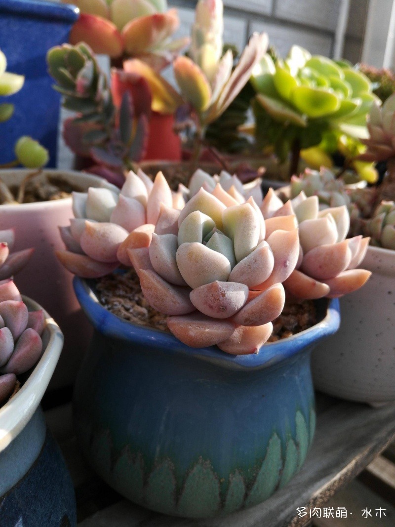 多肉植物達(dá)摩寶珠_達(dá)摩寶珠多肉好養(yǎng)嗎_達(dá)摩寶珠多肉太高怎么辦視頻
