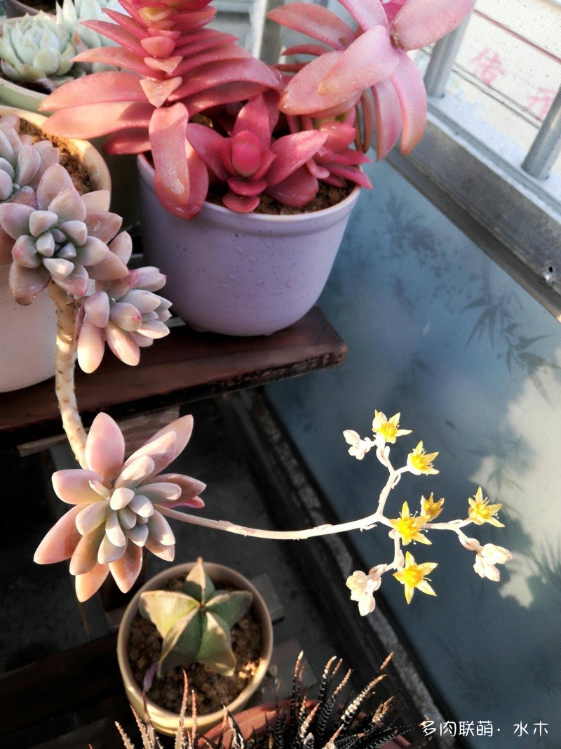 達(dá)摩寶珠多肉好養(yǎng)嗎_達(dá)摩寶珠多肉太高怎么辦視頻_多肉植物達(dá)摩寶珠