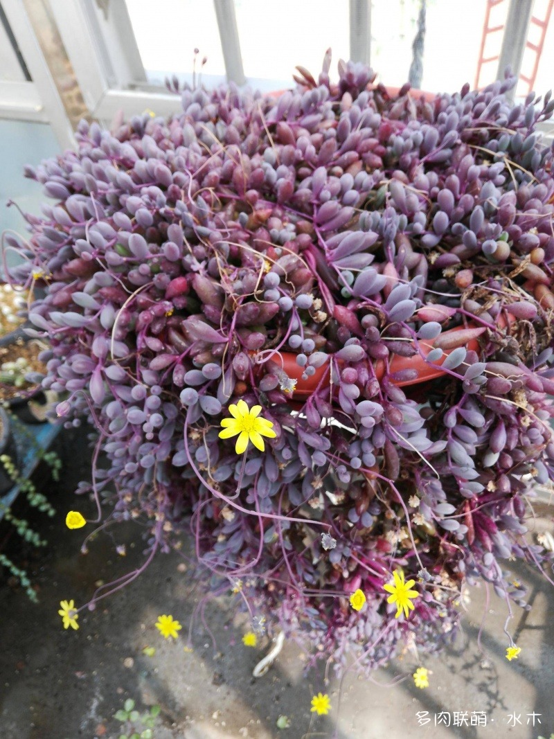 達(dá)摩寶珠多肉好養(yǎng)嗎_多肉植物達(dá)摩寶珠_達(dá)摩寶珠多肉太高怎么辦視頻