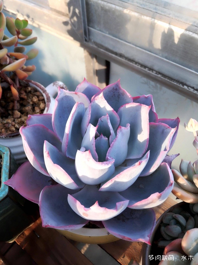 達(dá)摩寶珠多肉太高怎么辦視頻_達(dá)摩寶珠多肉好養(yǎng)嗎_多肉植物達(dá)摩寶珠