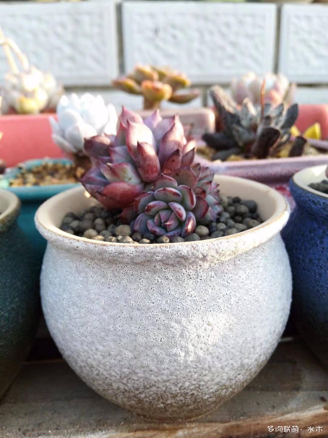 達(dá)摩寶珠多肉好養(yǎng)嗎_達(dá)摩寶珠多肉太高怎么辦視頻_多肉植物達(dá)摩寶珠