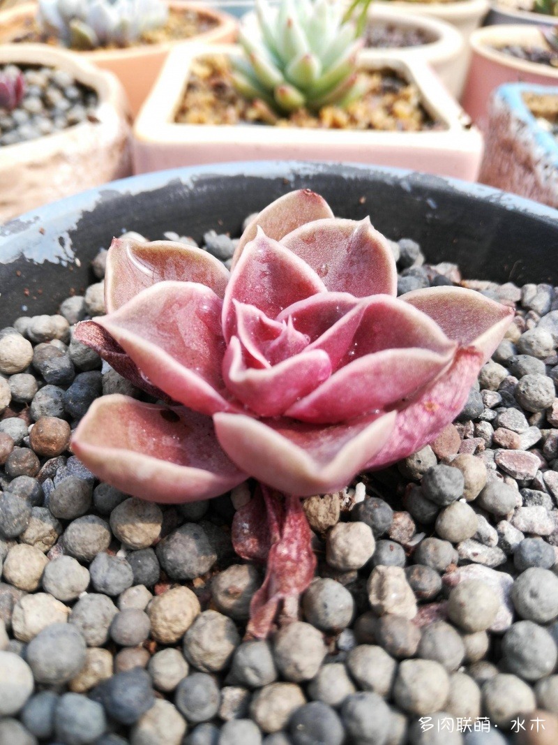 達(dá)摩寶珠多肉好養(yǎng)嗎_達(dá)摩寶珠多肉太高怎么辦視頻_多肉植物達(dá)摩寶珠