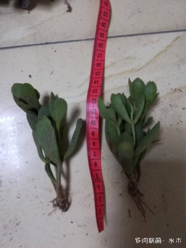 多肉植物達(dá)摩寶珠_達(dá)摩寶珠多肉太高怎么辦視頻_達(dá)摩寶珠多肉好養(yǎng)嗎