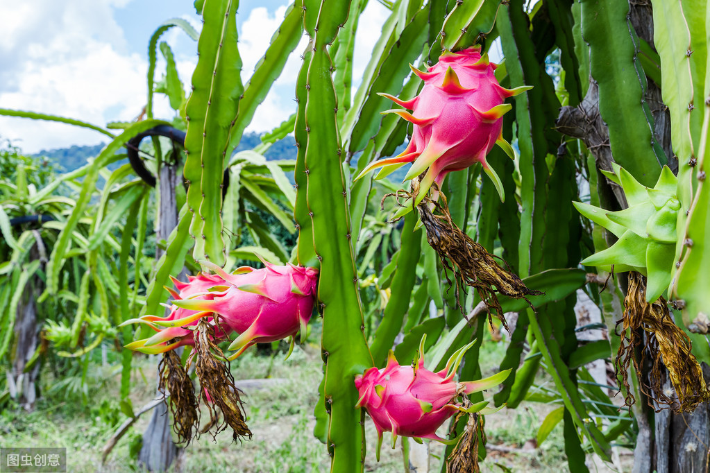 種植火龍果效益怎么樣_火龍果種植技術與管理_火龍果種植技術大全
