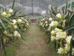 “火龍果種植技術(shù)11個(gè)經(jīng)典問(wèn)答！種植新手必看”