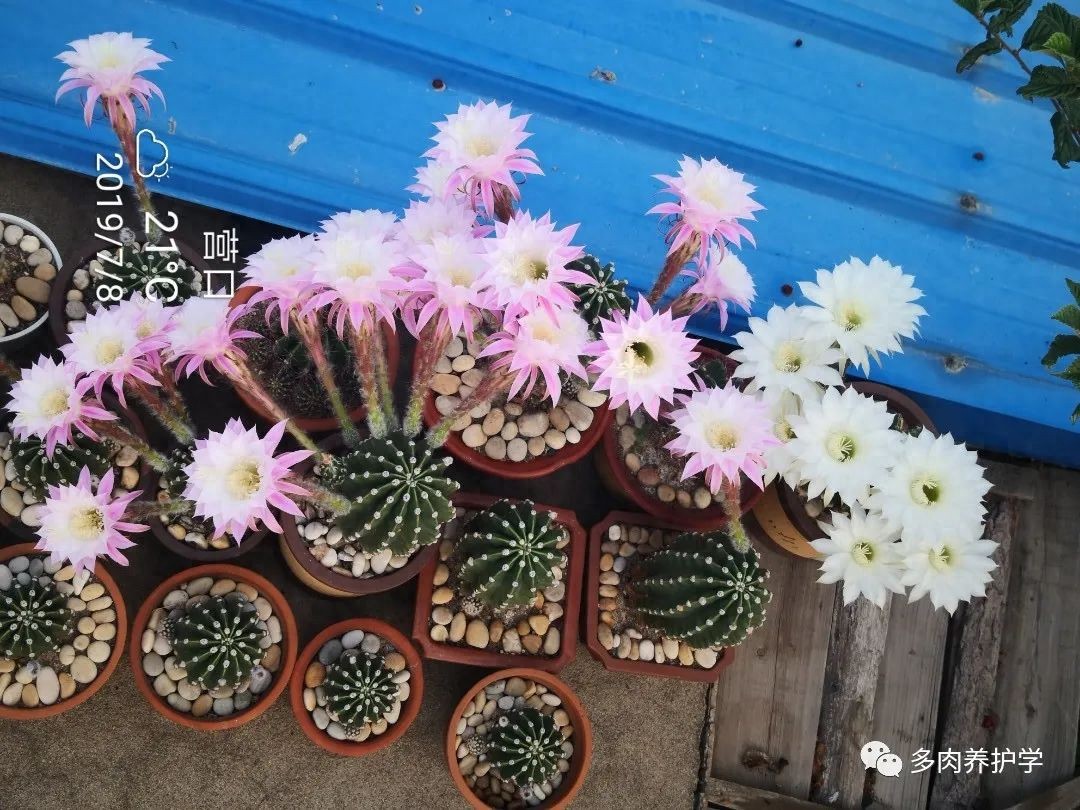 多肉洛神的養殖方法和注意事項_洛神多肉用什么盆_多肉洛神好養嗎